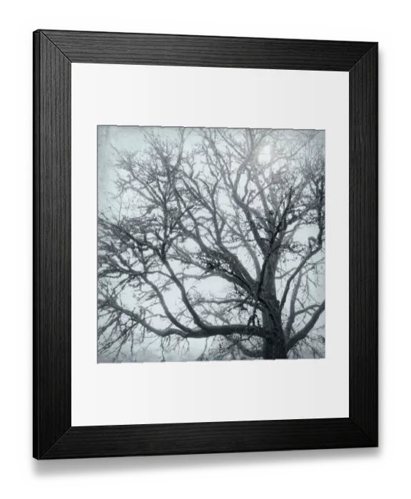 Framed Print : USA, Washington, Seabeck. Big leaf maple tree in fog Framed Print : USA, Washington, Seabeck. Big leaf maple tree in fog