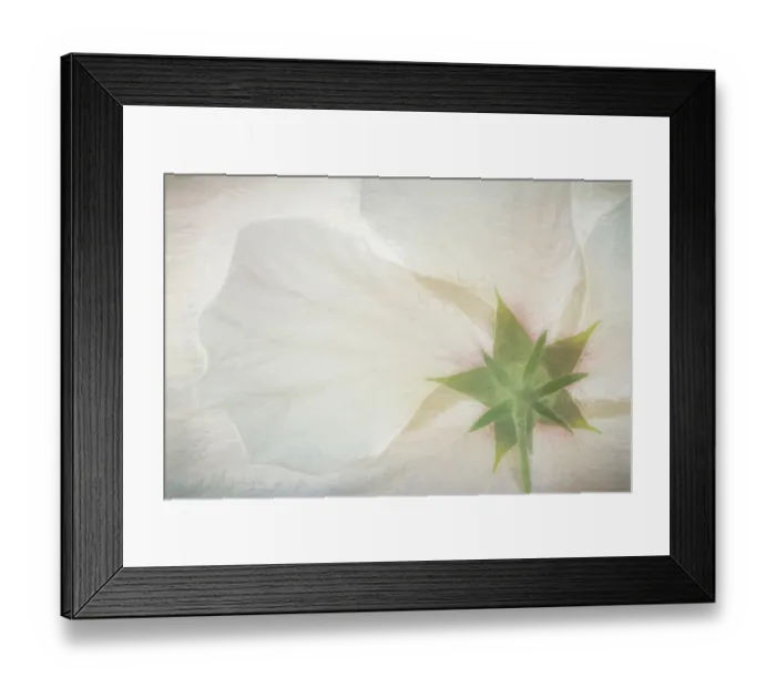 Framed Print : USA, Washington, Seabeck. Hibiscus blossom close-up