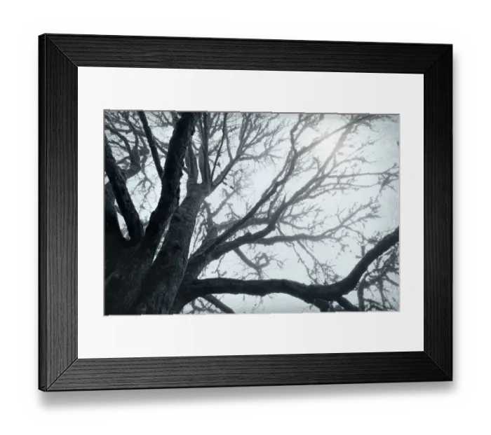 Framed Print : USA, Washington, Seabeck. Big leaf maple tree in fog Framed Print : USA, Washington, Seabeck. Big leaf maple tree in fog
