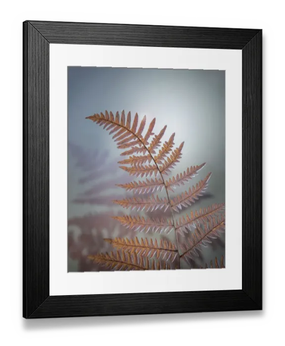 Framed Print : USA, Washington, Kitsap County. Bracken fern in winter Framed Print : USA, Washington, Kitsap County. Bracken fern in winter