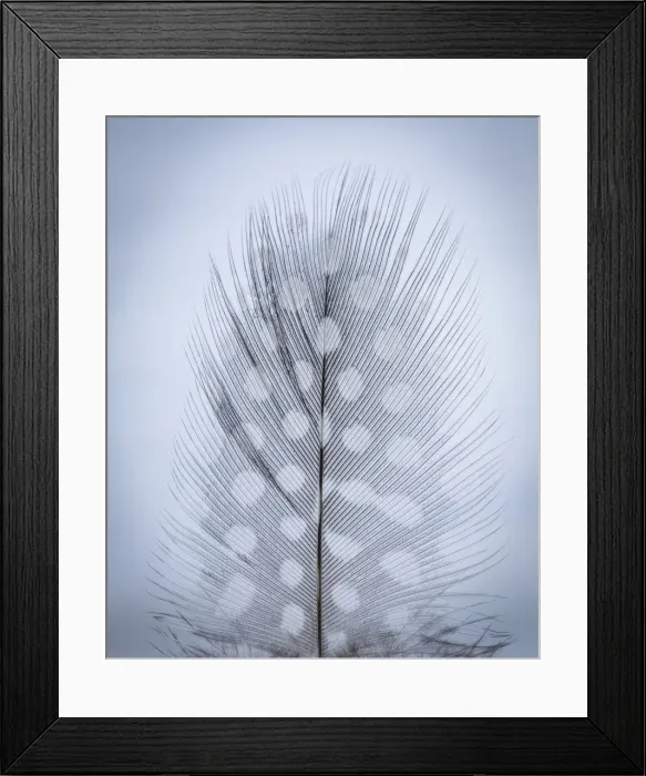 Framed Print : USA, Washington, Seabeck. Detail of feather Framed Print : USA, Washington, Seabeck. Detail of feather