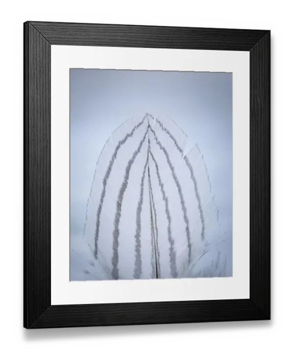 Framed Print : USA, Washington, Seabeck. Detail of feather Framed Print : USA, Washington, Seabeck. Detail of feather