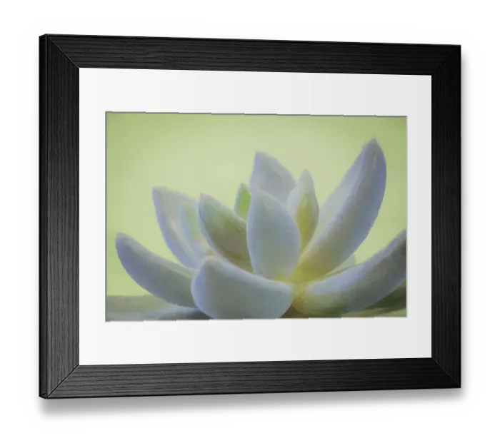 Framed Print : USA, Washington, Seabeck. Abstract of succulent plant Framed Print : USA, Washington, Seabeck. Abstract of succulent plant