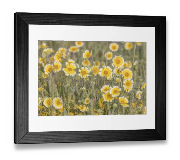 Framed Print : Field of tidy tips - California, Shell Creek Credit as: Don Paulson / Jaynes Gallery Framed Print : Field of tidy tips - California, Shell Creek Credit as: Don Paulson / Jaynes Gallery