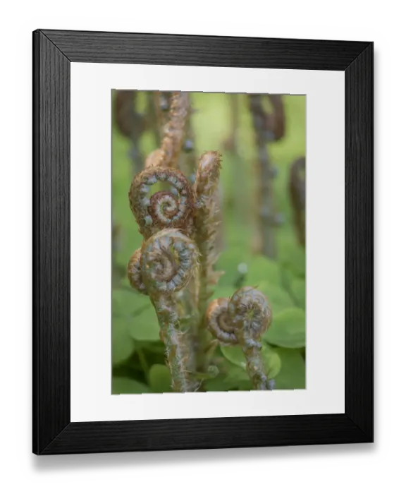 Framed Print : USA, Washington, Bainbridge Island. Sword fern fronds and oxalis in spring. Credit as Framed Print : USA, Washington, Bainbridge Island. Sword fern fronds and oxalis in spring. Credit as