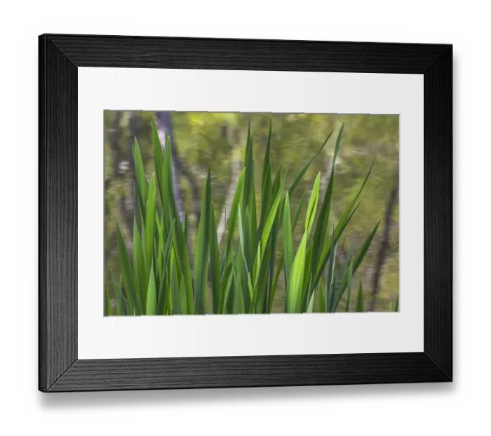 Framed Print : USA, Washington, Bainbridge Island. Cattails on pond in spring Framed Print : USA, Washington, Bainbridge Island. Cattails on pond in spring
