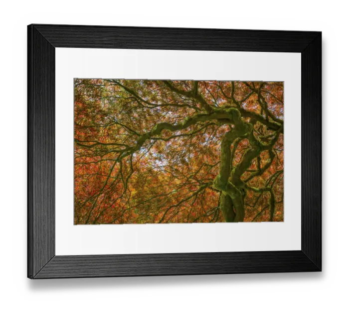 Framed Print : USA, Washington, Bainbridge Island. Japanese maple tree close-up Framed Print : USA, Washington, Bainbridge Island. Japanese maple tree close-up