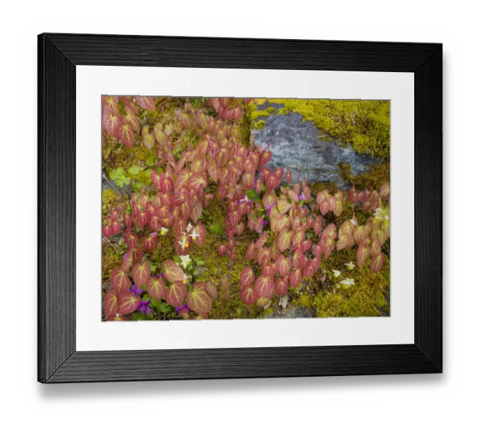 Framed Print : USA, Washington, Bainbridge Island. Epimedium plants in garden Framed Print : USA, Washington, Bainbridge Island. Epimedium plants in garden