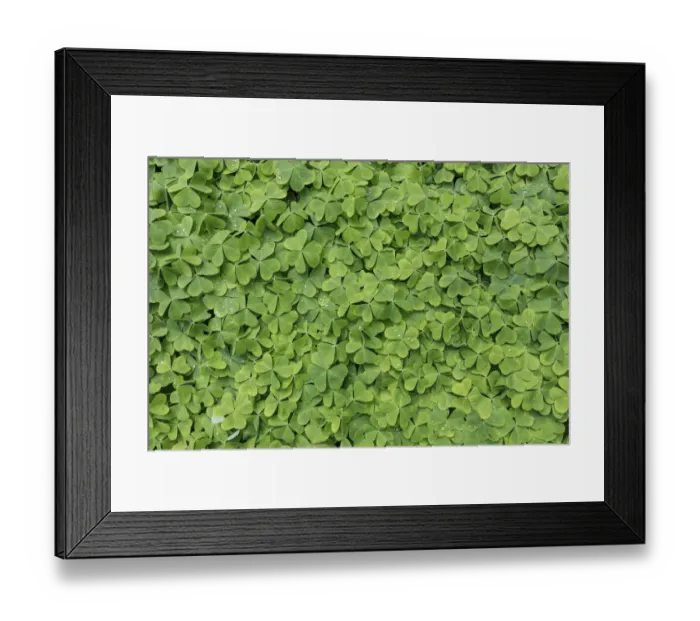 Framed Print : USA, Washington, Bainbridge Island. Close-up of dew on oxalis in spring. Credit as Framed Print : USA, Washington, Bainbridge Island. Close-up of dew on oxalis in spring. Credit as
