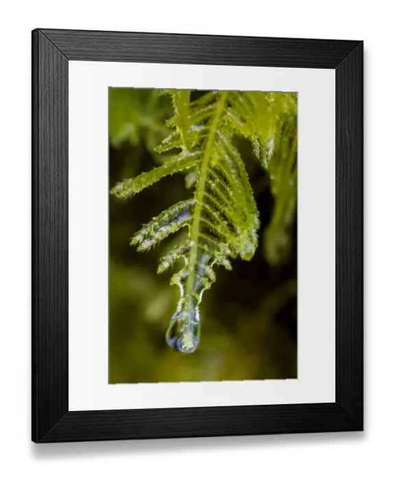 Framed Print : Water droplets drip from moss in Olympic National Park, Washington, USA Framed Print : Water droplets drip from moss in Olympic National Park, Washington, USA