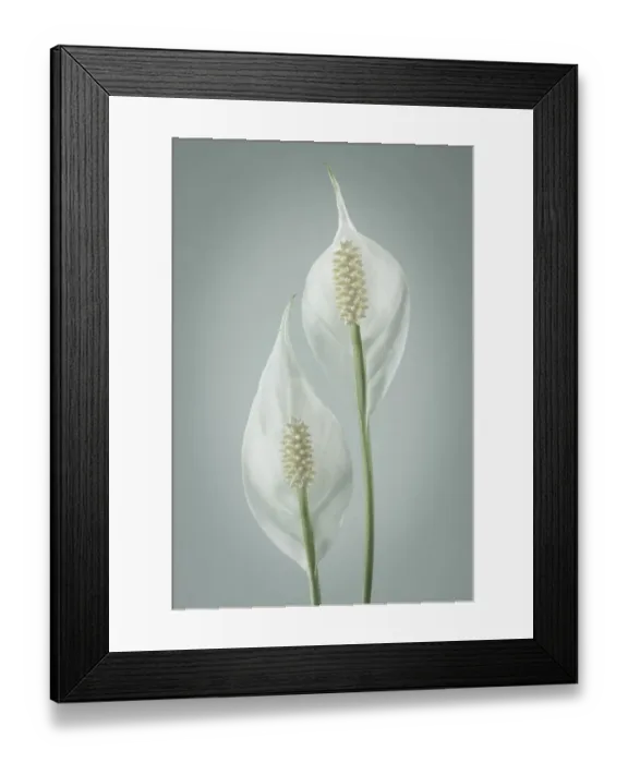 Framed Print : USA, Washington, Seabeck. Peace lily close-up