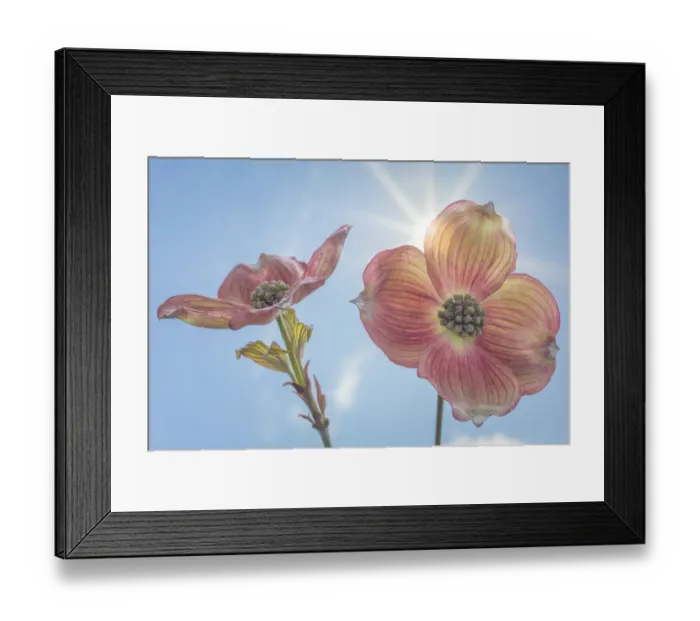 Framed Print : USA, Washington, Seabeck. Pink dogwood blossoms Framed Print : USA, Washington, Seabeck. Pink dogwood blossoms