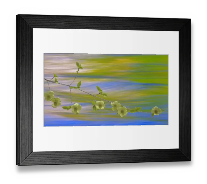 Framed Print : USA, Washington, Icicle Creek. Pacific dogwood over creek Framed Print : USA, Washington, Icicle Creek. Pacific dogwood over creek