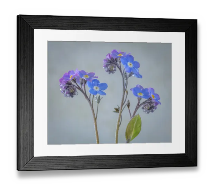 Framed Print : USA, Washington, Seabeck. Close-up of forget-me-not flowers Framed Print : USA, Washington, Seabeck. Close-up of forget-me-not flowers