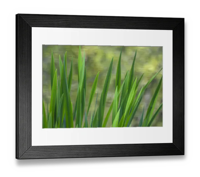Framed Print : USA, Washington, Bainbridge Island. Cattails on pond in spring