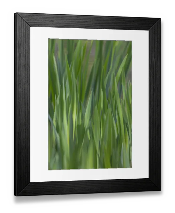 Framed Print : USA, Washington, Bainbridge Island. Cattails on pond in spring