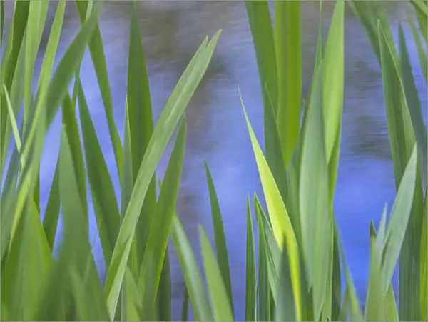 USA, Washington, Bainbridge Island. Cattails on pond in spring