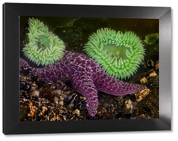 USA, Washington, Rialto Beach. Giant green anemones and purple star on beach. Credit as