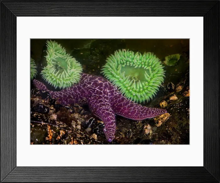 Framed Print : USA, Washington, Rialto Beach. Giant green anemones and purple star on beach. Credit as