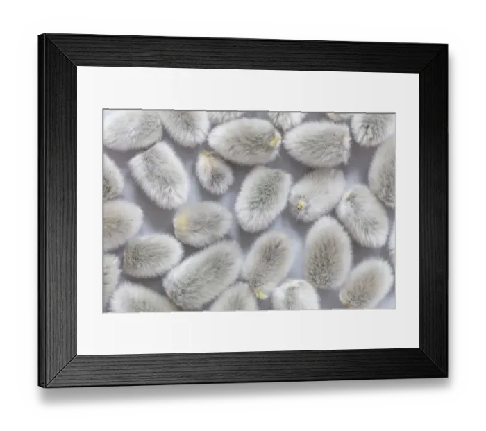 Framed Print : USA, Washington, Seabeck. Close-up of picked pussy willows Framed Print : USA, Washington, Seabeck. Close-up of picked pussy willows