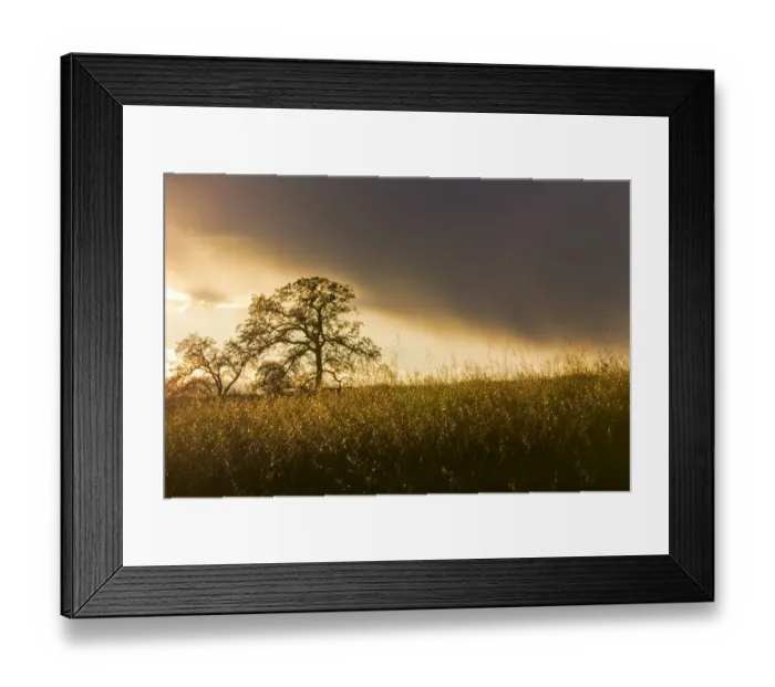 Framed Print : USA, California, Black Butte Lake. Backlit oak trees and grass at sunset. Credit as