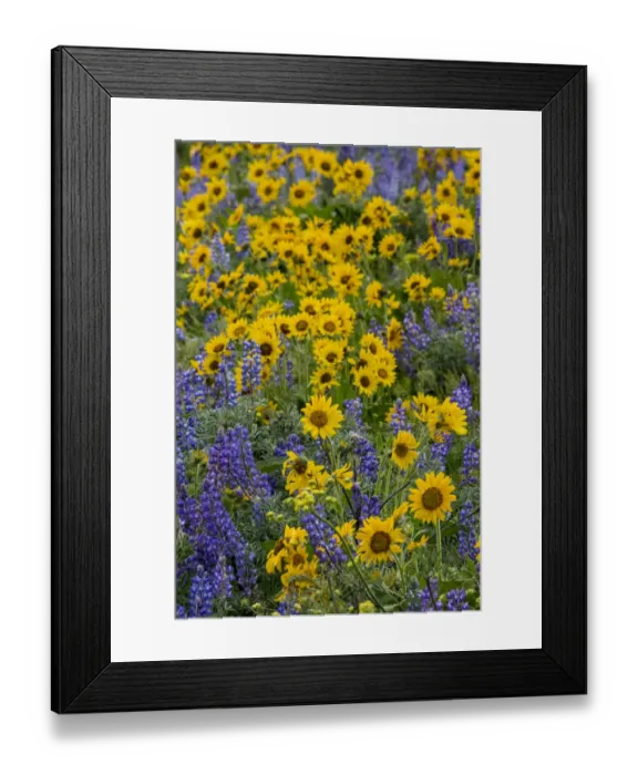 Framed Print : Spingtime bloom with mass fields of Lupine, Arrow Leaf Balsalmroot near Dalles Mountain