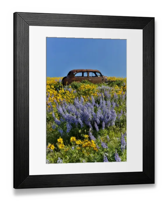 Framed Print : Old abandoned car, Spingtime bloom with mass fields of Lupine, Arrow Leaf Balsalmroot Framed Print : Old abandoned car, Spingtime bloom with mass fields of Lupine, Arrow Leaf Balsalmroot