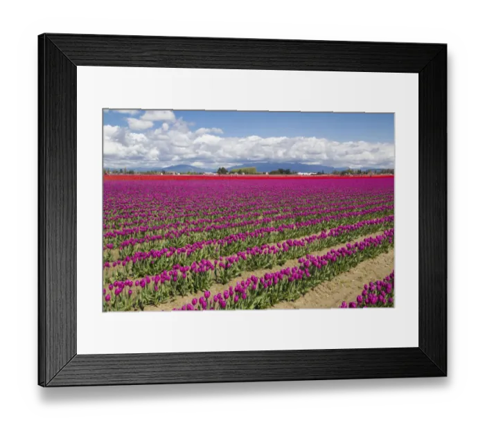 Framed Print : North America, United States, Washington, Mount Vernon, tulip fields bloom Framed Print : North America, United States, Washington, Mount Vernon, tulip fields bloom