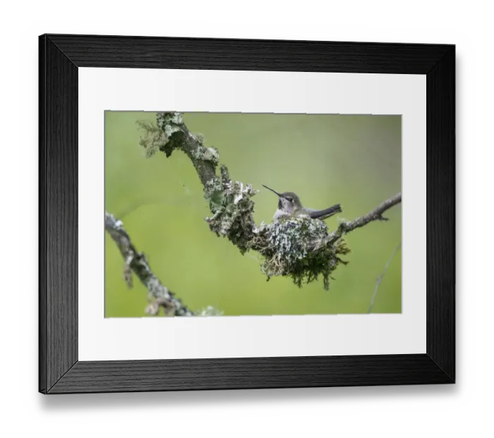 Framed Print : USA. Washington State. Adult female Annas Hummingbird (Calypte anna) broods Framed Print : USA. Washington State. Adult female Annas Hummingbird (Calypte anna) broods