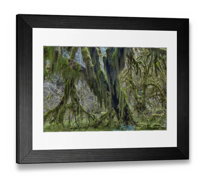 Framed Print : Hall of Mosses in the Hoh Rainforest of Olympic National Park, Washinton, USA Framed Print : Hall of Mosses in the Hoh Rainforest of Olympic National Park, Washinton, USA