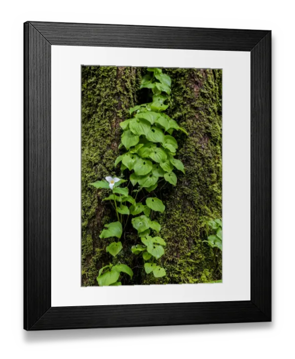 Framed Print : Trillium and Lady of the Valley grow on douglas fir tree in Olympic National Park Framed Print : Trillium and Lady of the Valley grow on douglas fir tree in Olympic National Park