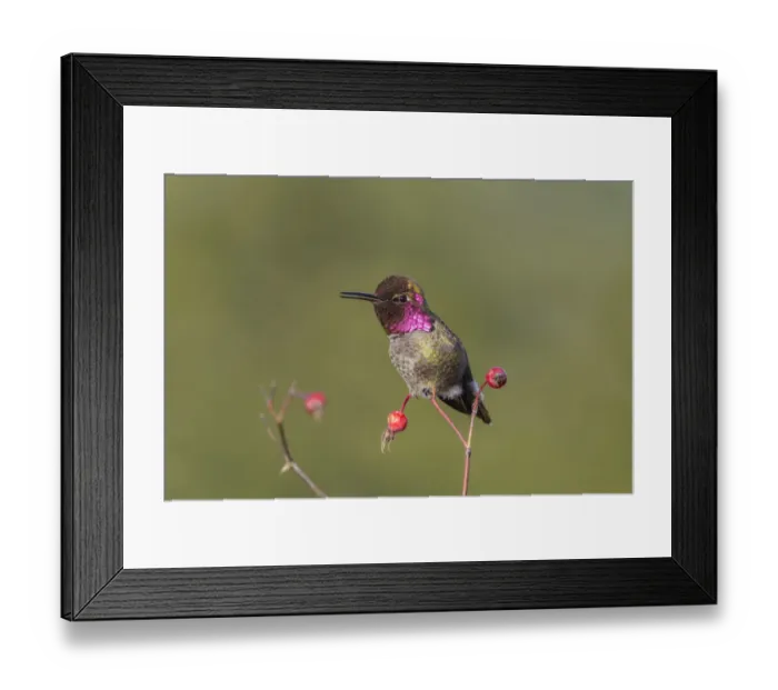Framed Print : USA. Washington State. Adult male Annas Hummingbird (Calypte anna) flashes his Framed Print : USA. Washington State. Adult male Annas Hummingbird (Calypte anna) flashes his