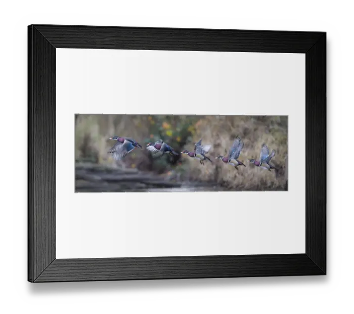 Framed Print : USA. Washington State. Sequence flight of an adult male Wood Duck (Aix sponsa) over a marsh Framed Print : USA. Washington State. Sequence flight of an adult male Wood Duck (Aix sponsa) over a marsh