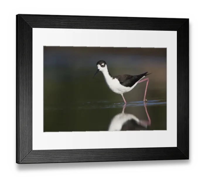 Framed Print : USA. Washington State. Adult Black-necked Stilt (Himantopus mexicanus) forages along