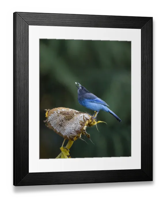 Framed Print : USA. Washington State. Stellers Jay (Cyanocitta stelleri) collects sunflower Framed Print : USA. Washington State. Stellers Jay (Cyanocitta stelleri) collects sunflower