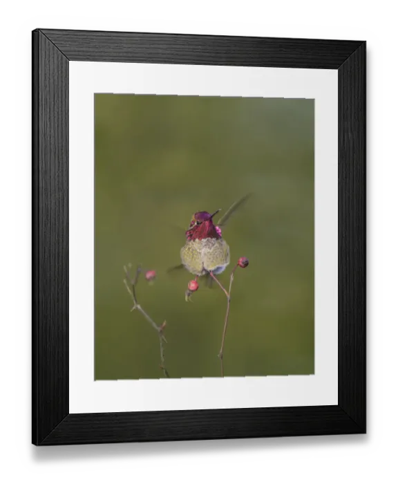 Framed Print : USA. Washington State. Adult male Annas Hummingbird (Calypte anna) flashes his Framed Print : USA. Washington State. Adult male Annas Hummingbird (Calypte anna) flashes his
