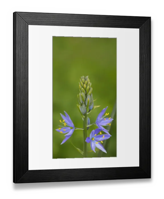 Framed Print : USA. Washington State. Common Camas (Camassia quamash) native wildflower blooming Framed Print : USA. Washington State. Common Camas (Camassia quamash) native wildflower blooming