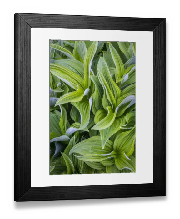 Framed Print : USA. Washington State. False Hellebore (Veratrum viride) leaves form a swirling pattern Framed Print : USA. Washington State. False Hellebore (Veratrum viride) leaves form a swirling pattern