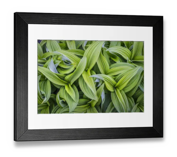 Framed Print : USA. Washington State. False Hellebore (Veratrum viride) leaves form a swirling pattern Framed Print : USA. Washington State. False Hellebore (Veratrum viride) leaves form a swirling pattern