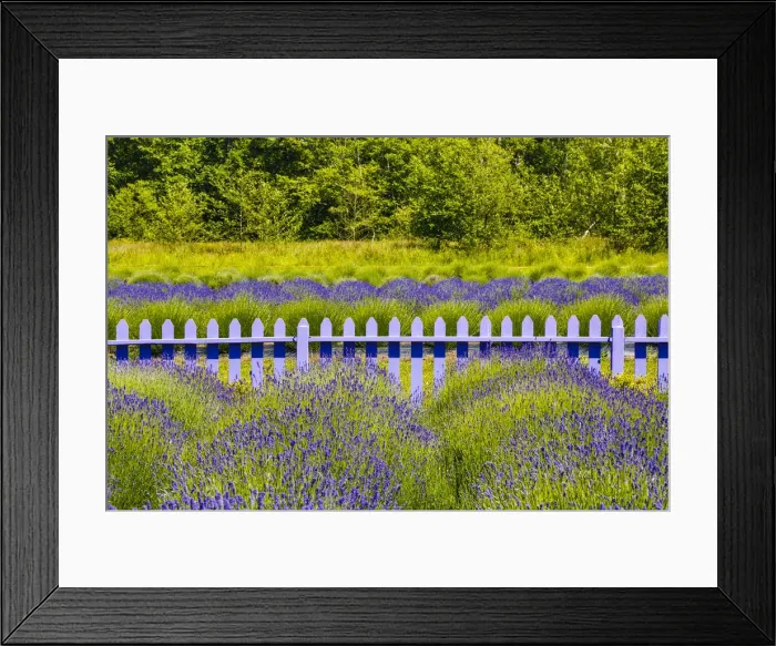 Framed Print : USA, Washington, Squim, Lavender Field Framed Print : USA, Washington, Squim, Lavender Field