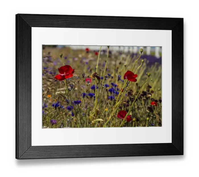 Framed Print : Port Angeles, Washington. Meadow of red poppies, blue bachelor buttons and other flowers Framed Print : Port Angeles, Washington. Meadow of red poppies, blue bachelor buttons and other flowers