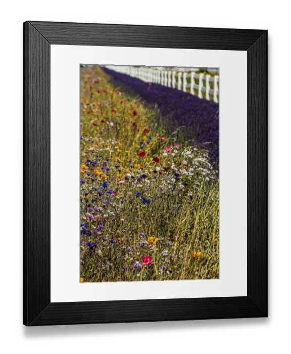 Framed Print : Port Angeles, Washington. Blooming wildflowers, lavender, and a white picket fence Framed Print : Port Angeles, Washington. Blooming wildflowers, lavender, and a white picket fence