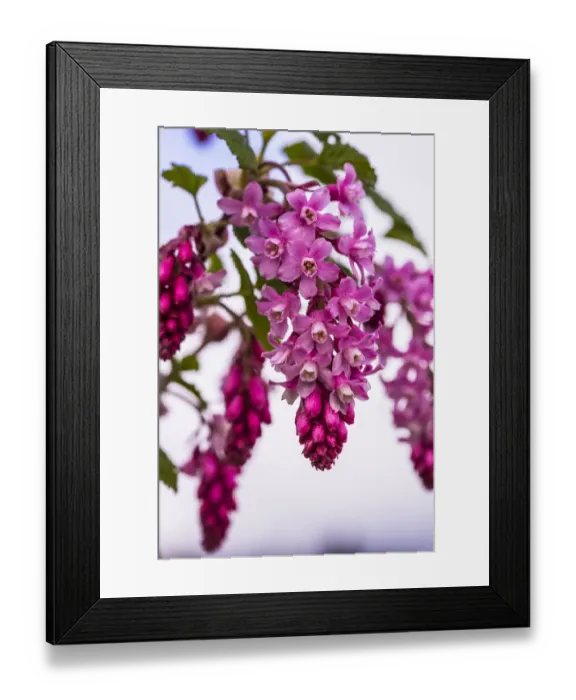 Framed Print : Bremerton, Washington. Large, cascading, cluster of pink and red-flowering current Framed Print : Bremerton, Washington. Large, cascading, cluster of pink and red-flowering current