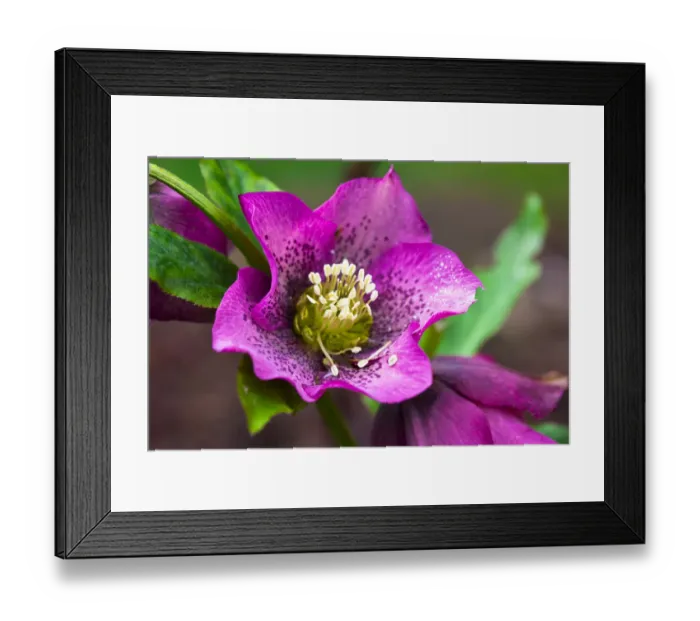 Framed Print : Bremerton, Washington. Spring, magenta and purple Helleborus x hybridus or Letten Framed Print : Bremerton, Washington. Spring, magenta and purple Helleborus x hybridus or Letten