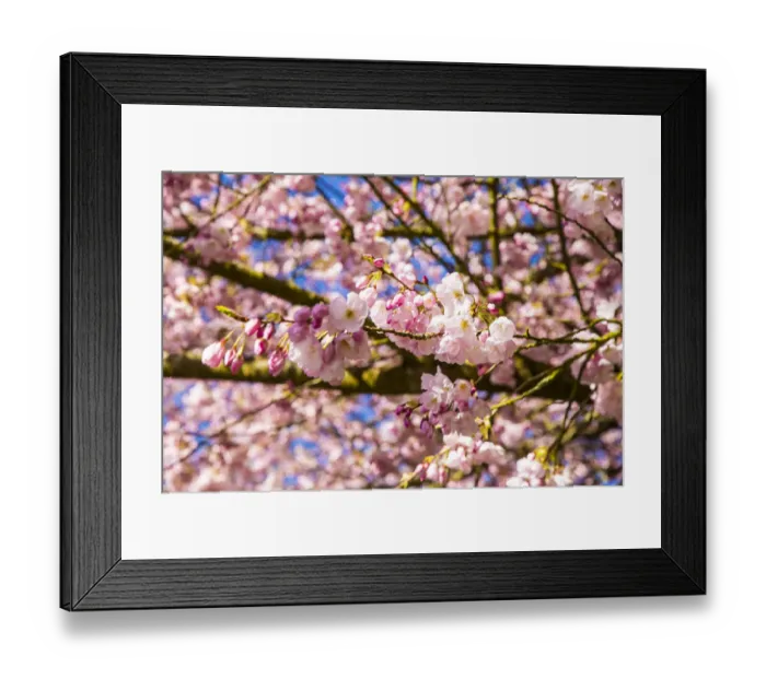 Framed Print : Bremerton, Washington. Bright pink cherry blossoms in full bloom with a bold blue