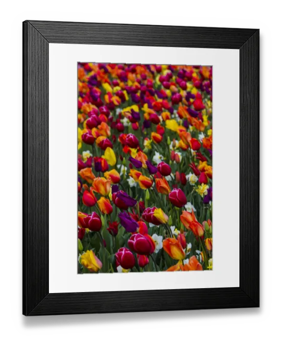 Framed Print : Mount Vernon, Washington, Tulip Town, Roozengaarde, Wind blows a field of multi-colored Framed Print : Mount Vernon, Washington, Tulip Town, Roozengaarde, Wind blows a field of multi-colored