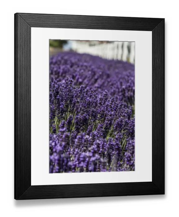 Framed Print : Port Angeles, Washington. Field of lavender and a white fence Framed Print : Port Angeles, Washington. Field of lavender and a white fence
