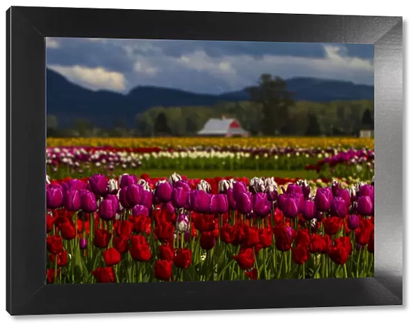 Mount Vernon, Washington State, Tulip Town, Roozengaarde, Field of colored tulips stand tall