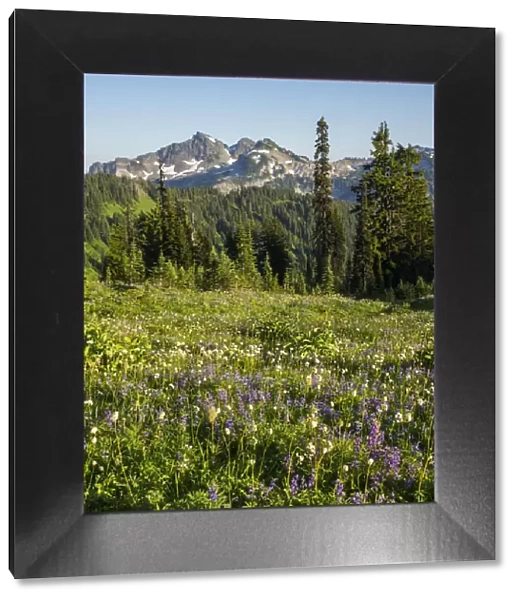 WA, Mount Rainier National Park, Tatoosh Range and Wildflowers