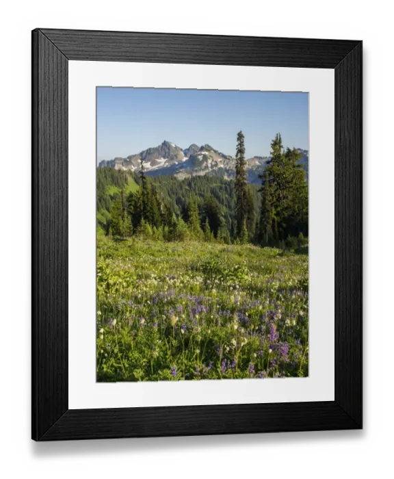 Framed Print : WA, Mount Rainier National Park, Tatoosh Range and Wildflowers